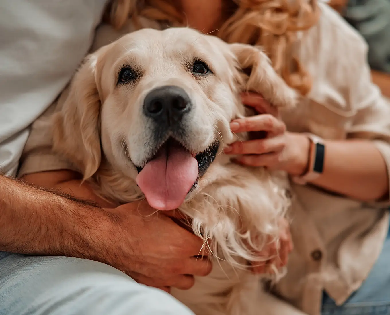 Golden retriever relaxing indoors with family in a warm home supported by dependable furnace maintenance services in Springfield, IL.